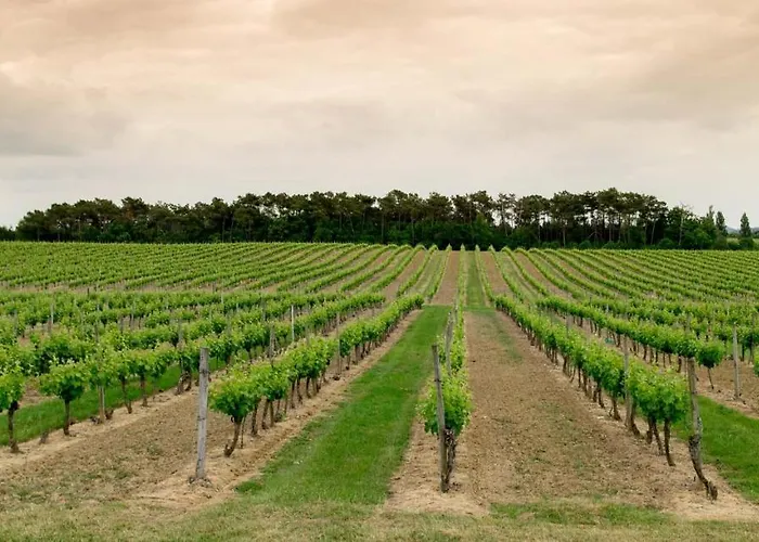 Maisonnette Au Coeur D'un Vignoble * Villeneuve-de-Duras